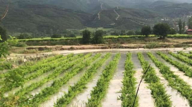 Sarıgöl ovasını sel vurdu! Üzüm bağları balçık altında kalan üretici kara kara düşünüyor