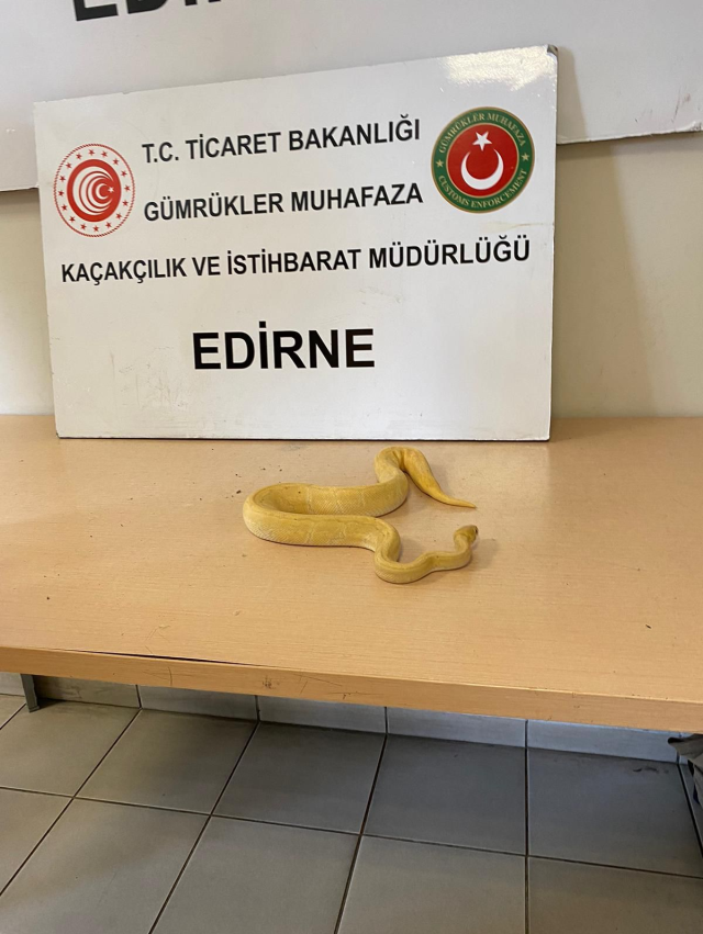 Kapıkule'de durdurulan tırda, kadın çorabına konulmuş 28 piton yılanı ele geçirildi