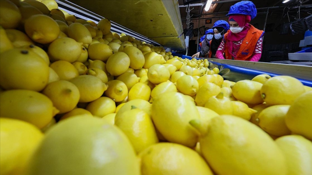 Limonlu su zayıflatır mı? Limonlu su faydaları! Limonlu su tansiyonu düşürür mü? Limonlu su kilo verdirir mi? Limonlu su zayıflamaya yardımcı olur mu?