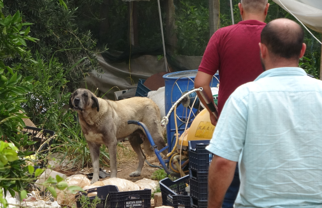 Yaşlı kadını hastanelik eden sokak köpeği, ekipleri de canından bezdirdi! Yakalanması 2 gün sürdü