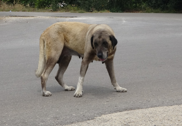 Yaşlı kadını hastanelik eden sokak köpeği, ekipleri de canından bezdirdi! Yakalanması 2 gün sürdü