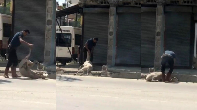 Koyunu döverek bayıltan kasaptan pişkin savunma: Yormak için öyle yaptım