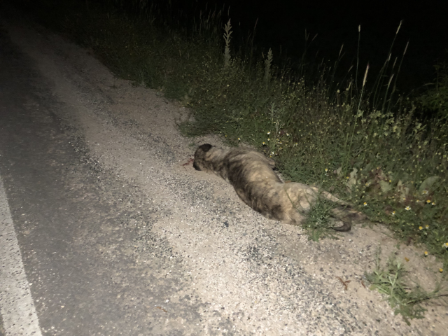 Başıboş sokak köpeğinin önüne atladığı kamyonet şarampole uçtu: 4 yaralı