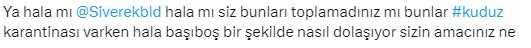 Kuduz karantinası uygulanan Siverek'te sokaklar köpek işgali altında! Vatandaşlar belediyeye tepkili