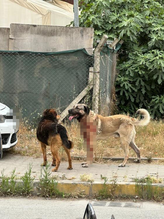 İstanbul'da köpek saldırısına uğrayan kadın gözünü kaybetti