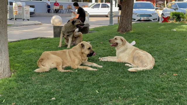 Sokak köpeğinin saldırısına uğrayıp kuduz olan genç mimar öldü