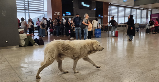 Sabiha Gökçen'de tepki çeken manzara! Sahipsiz köpekler alana girdi, bir de yerlere pisledikleri iddia edildi