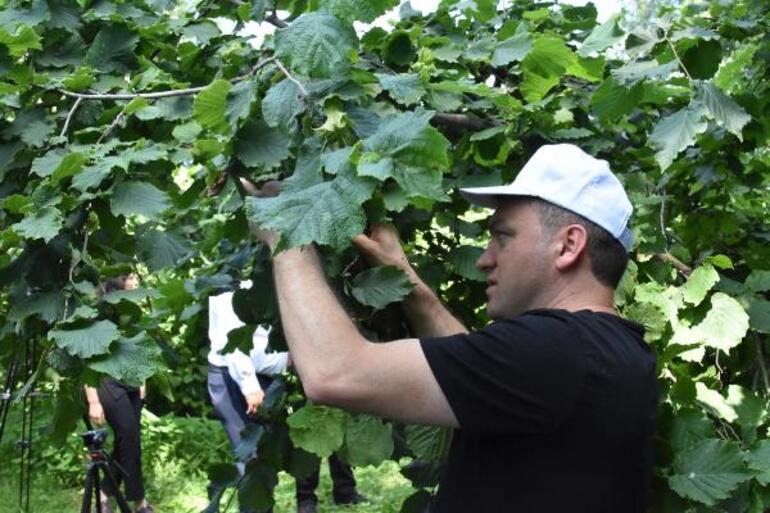 'Türkiye’nin tahmini fındık rekoltesi 717 bin 931 ton'