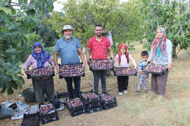 Altın yılını yaşayan Yediveren inciri, fiyatıyla üreticinin yüzünü güldürüyor