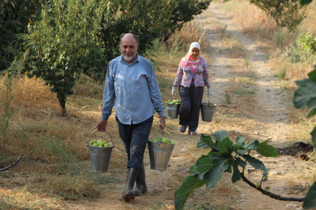 Altın yılını yaşayan Yediveren inciri, fiyatıyla üreticinin yüzünü güldürüyor