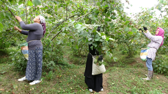 Üreticiler fındık fiyatını yetersiz buldu: Daha iyi bekliyorduk