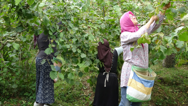 Üreticiler fındık fiyatını yetersiz buldu: Daha iyi bekliyorduk