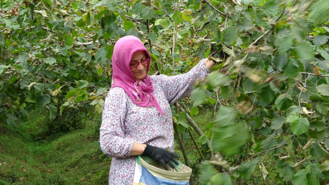 Üreticiler fındık fiyatını yetersiz buldu: Daha iyi bekliyorduk