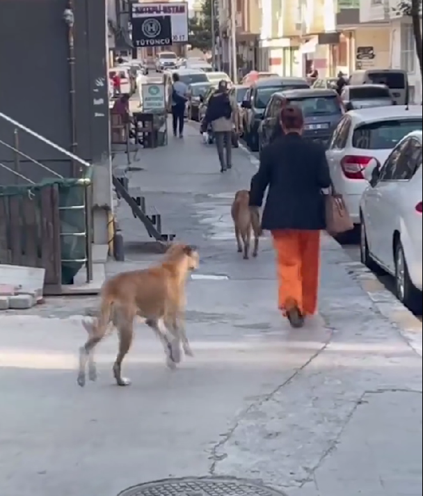 Vatandaşlar evden çıkmaya korkar oldu! Esenyurt'un yeni mafya çetesi: Başıboş köpekler