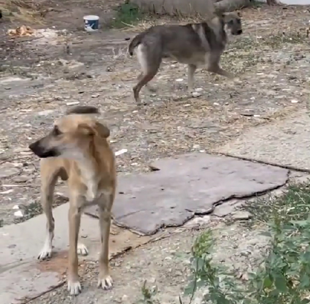 Vatandaşlar evden çıkmaya korkar oldu! Esenyurt'un yeni mafya çetesi: Başıboş köpekler