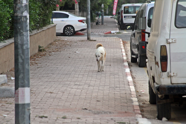 12 yaşındaki çocuk, 5 köpeğin saldırısına uğradı! 6 yaşındaki çocuğu, köpeklerin elinden babası kurtardı