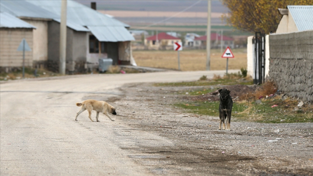 Sahipsiz köpeklerin saldırısına uğrayan emekli profesör hukuk mücadelesini kazandı!