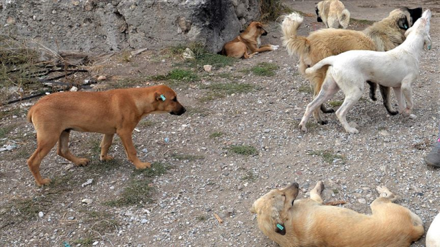 Sahipsiz köpeklerin saldırısına uğrayan emekli profesör hukuk mücadelesini kazandı!