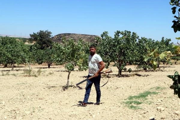 Yeşil altında hırsızlığa karşı önlem! Günlük 1000 TL yevmiye ile ellerinde tüfeklerle nöbet tutuyorlar