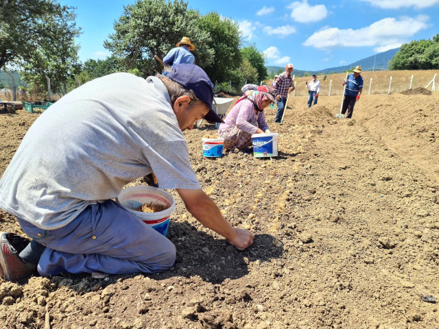 Dünyanın en pahalı baharatı safran toprakla buluştu: Kilosu 250 bin TL