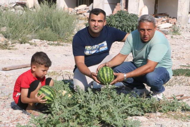 Deprem enkazında yetişen kavun ve karpuzlarına hasasına başlandı