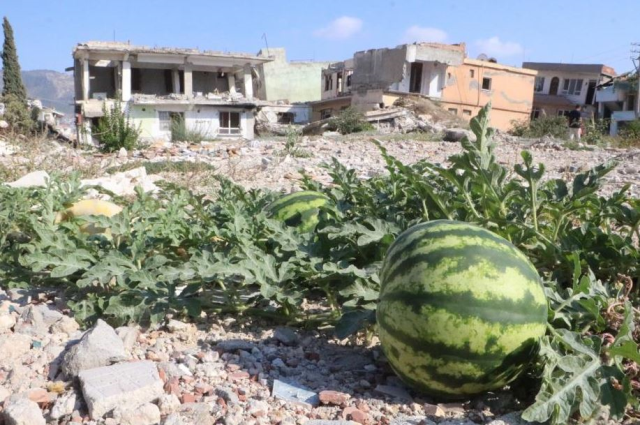 Deprem enkazında yetişen kavun ve karpuzlarına hasasına başlandı