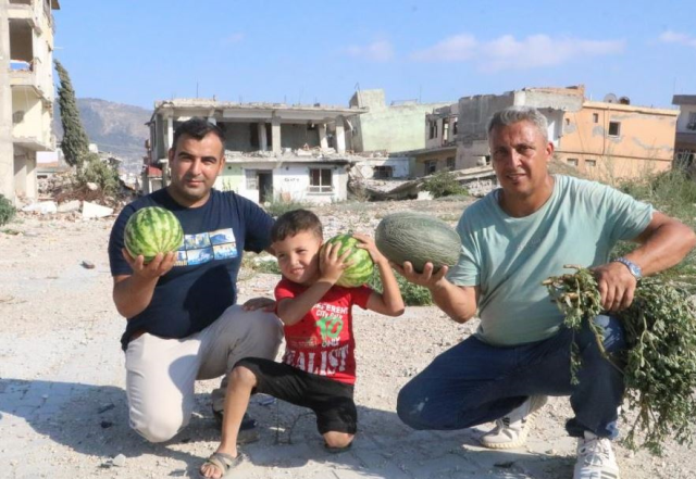 Deprem enkazında yetişen kavun ve karpuzlarına hasasına başlandı