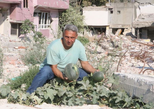 Deprem enkazında yetişen kavun ve karpuzlarına hasasına başlandı