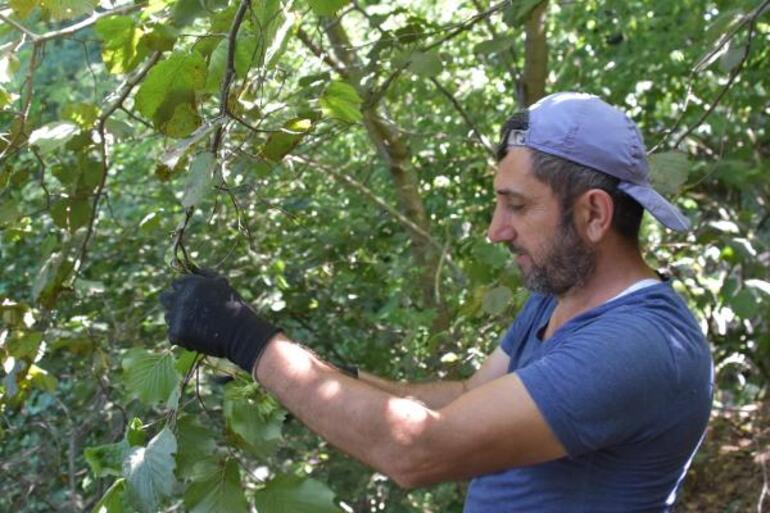 Ordu'da erken fındık hasadı