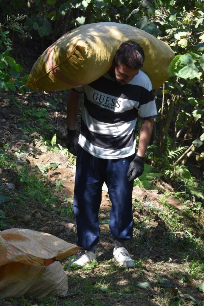 Ordu'da erken fındık hasadı