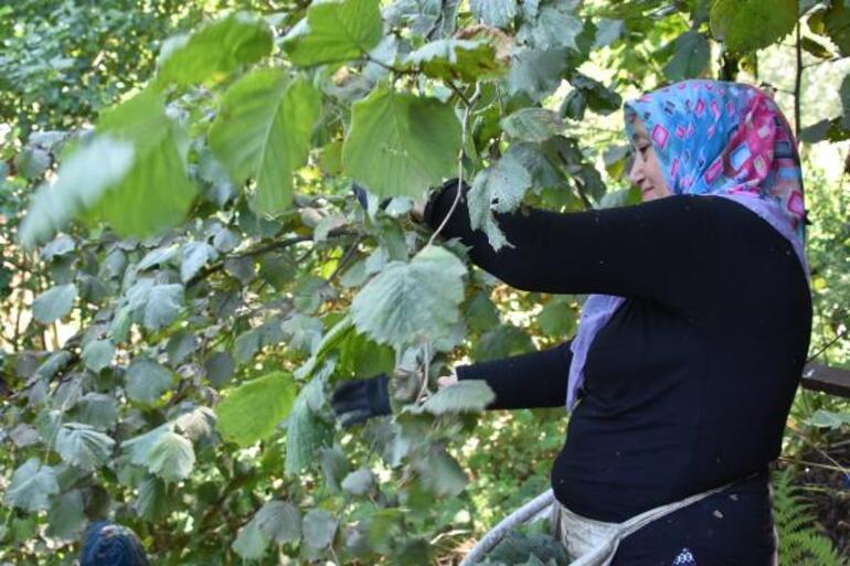 Ordu'da erken fındık hasadı