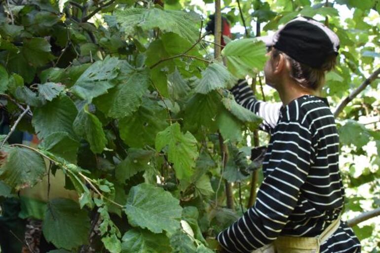 Ordu'da erken fındık hasadı