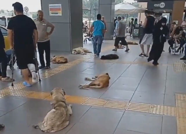 Mersin Tıp Fakültesi koridorları başıboş köpeklere teslim