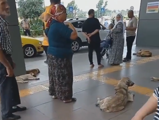 Mersin Tıp Fakültesi koridorları başıboş köpeklere teslim