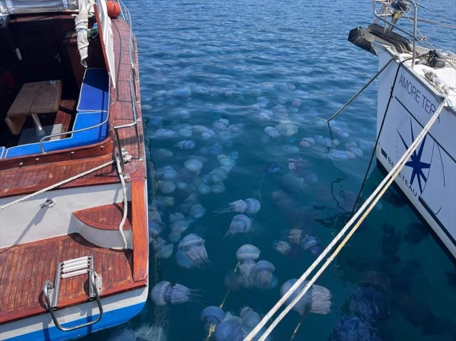 İzmir Körfezi ve Foça kıyılarındaki deniz anası yoğunluğu vatandaşları tedirgin etti: Ölü olsalar dahi dokunmayın