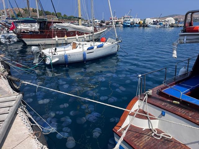 İzmir Körfezi ve Foça kıyılarındaki deniz anası yoğunluğu vatandaşları tedirgin etti: Ölü olsalar dahi dokunmayın