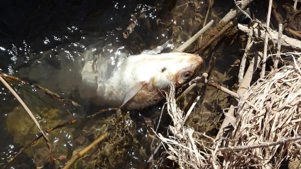 Kızılırmak Nehri'nde endişelendiren görüntü! Toplu halde ölen balıkların rengi ve şekli dikkat çekiyor