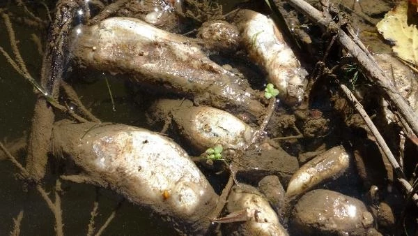 Kızılırmak Nehri'nde endişelendiren görüntü! Toplu halde ölen balıkların rengi ve şekli dikkat çekiyor