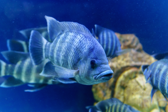 Pazardan aldığı tilapia cinsi balığı yiyen kadının 4 uzvu kesildi