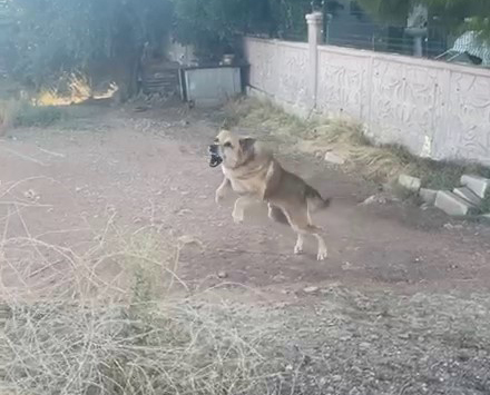 Köpeğin saldırıp boynunu ısırdığı çocuk dehşeti yaşadı