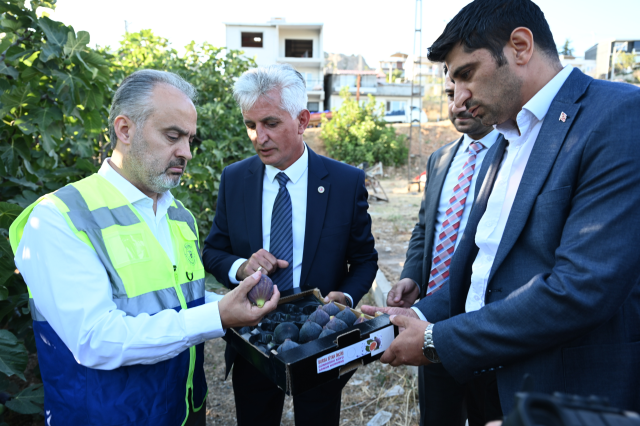 Bursa'nın 'siyah incisi'nde hasat başladı