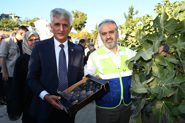 Bursa'nın 'siyah incisi'nde hasat başladı