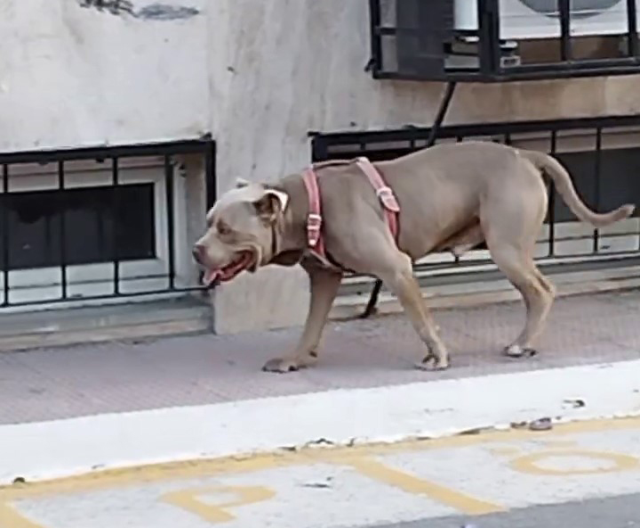 İstanbul'da okul bahçesine dalan başıboş pitbull, çocuklara korku dolu anlar yaşattı