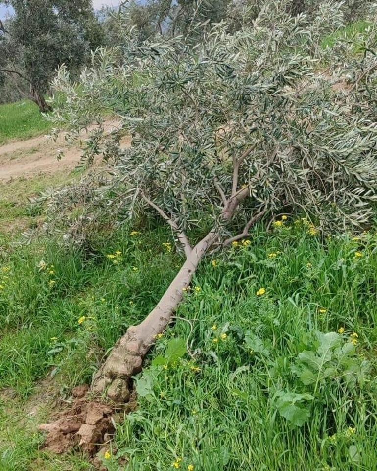 Hatay'da hortum; ağaçlar köklerinden söküldü