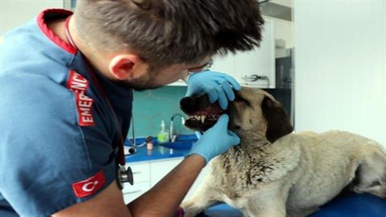 Zehirlenen sokak köpeği, tedaviye alındı