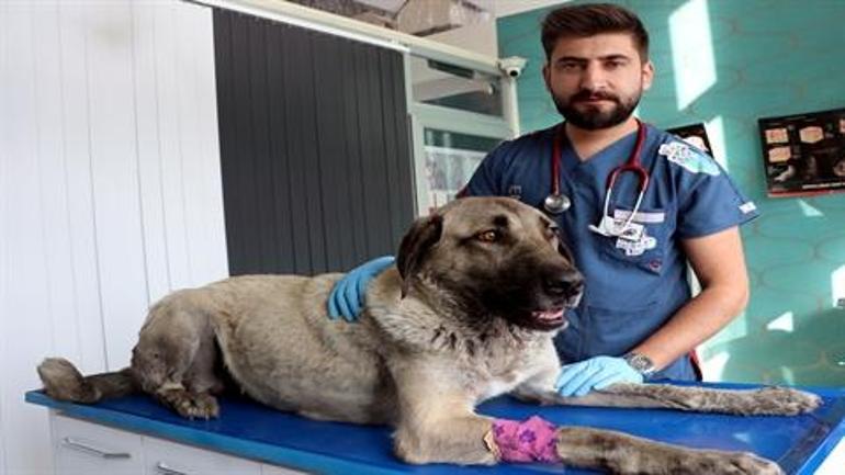 Zehirlenen sokak köpeği, tedaviye alındı