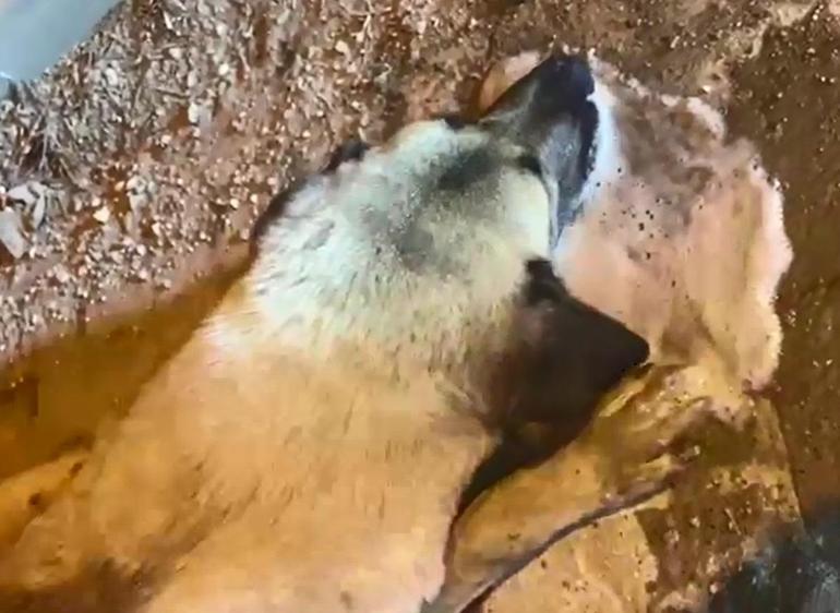 Zehirlenen sokak köpeği, tedaviye alındı