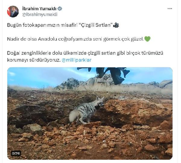 Bakan Yumaklı'dan fotokapanın görüntülediği çizgili sırtlan paylaşımı