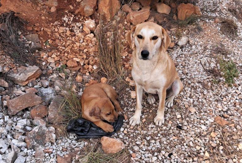 Yavru köpekleri kulak ve kuyrukları kesilmiş halde bulan Norveçli kadın: İnsanın yapabileceği en kötü şey