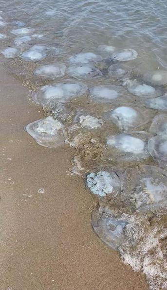 Yumurtalık Lagünü sahiline vuran binlerce denizanası görüntülendi